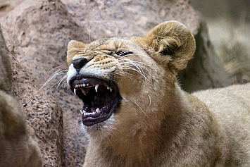 African Lion