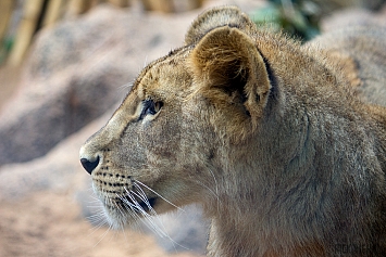 African Lion