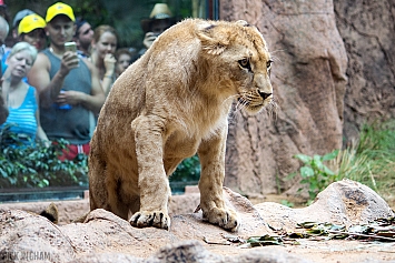 African Lion