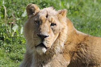 Asiatic Lion