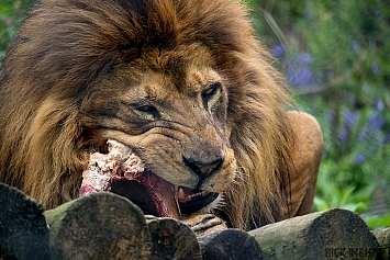 African Lion