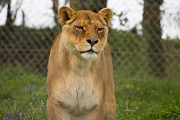 African Lion