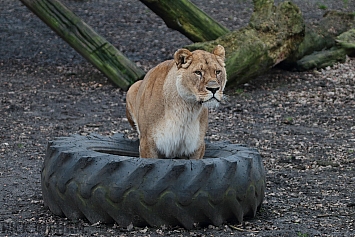 African Lion