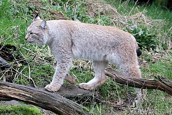 Eurasian Lynx