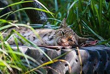 Carpathian Lynx