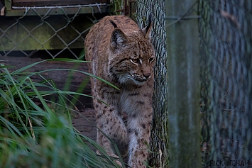 Carpathian Lynx