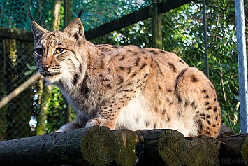 Carpathian Lynx