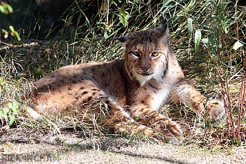 Eurasian Lynx