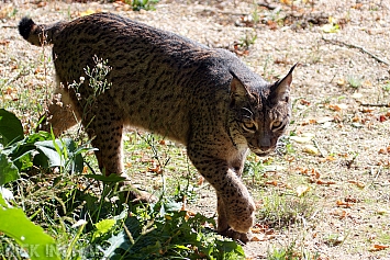 Iberian Lynx