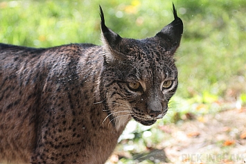 Iberian Lynx