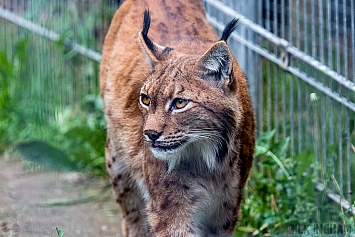 Eurasian Lynx