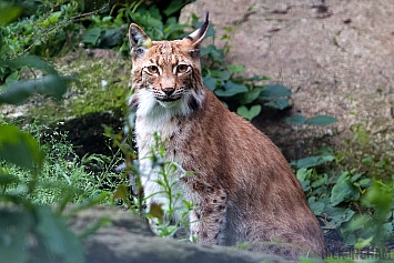 Eurasian Lynx