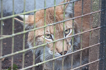 Eurasian Lynx