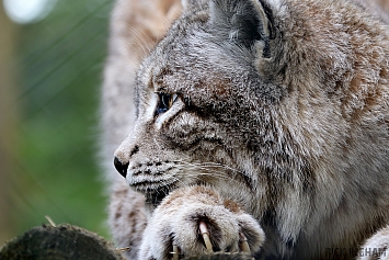 Siberian Lynx