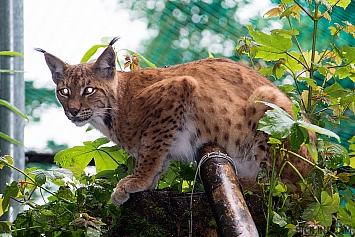 Carpathian Lynx