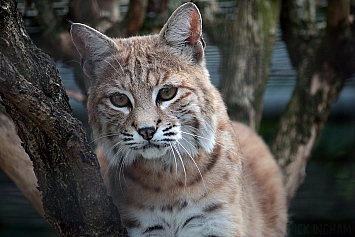 Eurasian Lynx