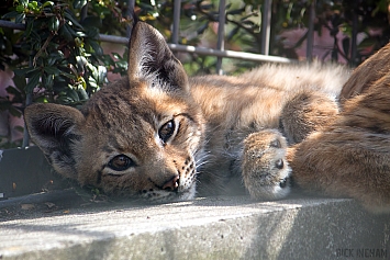 Eurasian Lynx