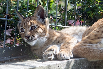 Eurasian Lynx