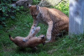 Eurasian Lynx