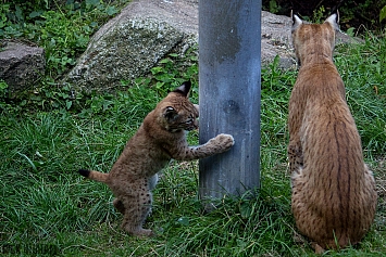 Eurasian Lynx