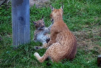 Eurasian Lynx