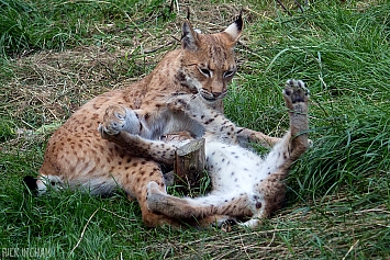 Eurasian Lynx