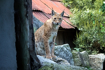 Eurasian Lynx