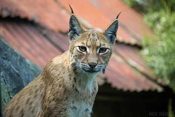 Eurasian Lynx