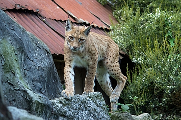 Eurasian Lynx