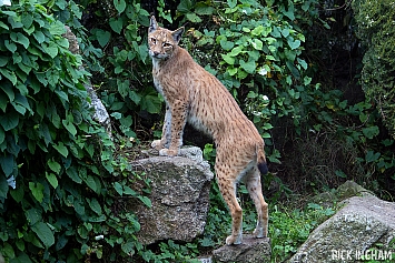 Eurasian Lynx