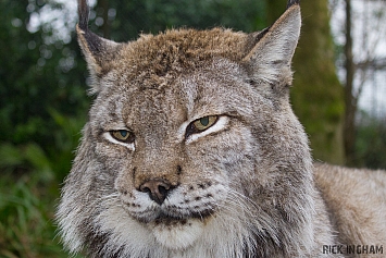 Siberian Lynx