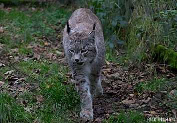 Siberian Lynx