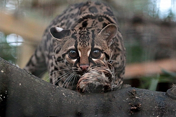 Margay