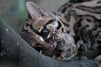 Margay