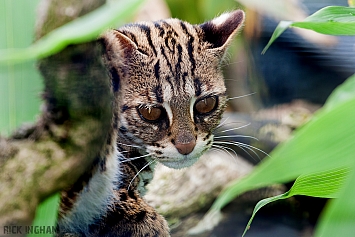 Ocelot Cub