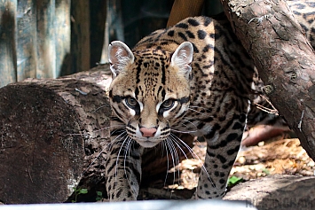 Ocelot