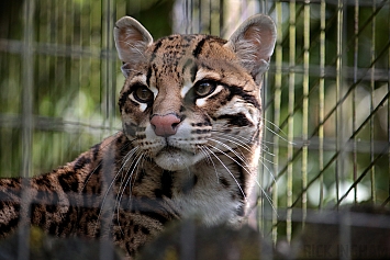 Ocelot