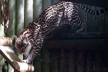 Ocelot