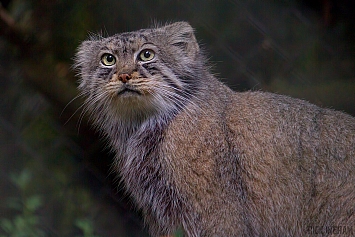 Pallas Cat