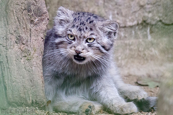 Pallas Cat