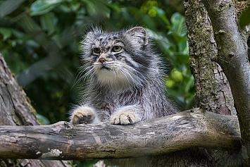 Pallas Cat