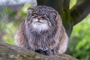 Pallas Cat