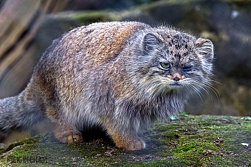 Pallas Cat