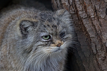 Pallas Cat