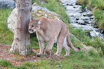 Puma