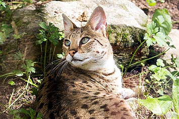 Savannah Cat