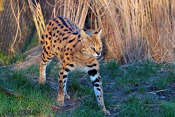 Serval