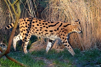 Serval