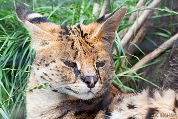 Serval