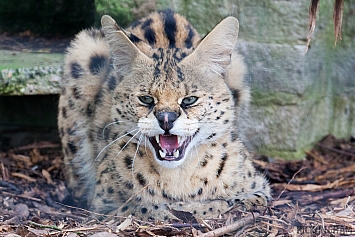 Serval